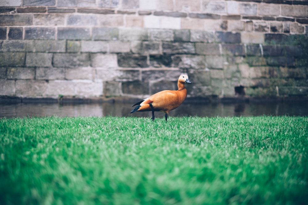 shallow focus photography of duck on grass