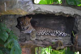 A leopard rests in a rocky enclosure surrounded by lush green foliage. Its body is partially visible, and it gazes directly at the viewer. The natural setting includes stone surfaces and leaves, creating a tranquil and wild atmosphere.