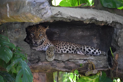 A leopard rests in a rocky enclosure surrounded by lush green foliage. Its body is partially visible, and it gazes directly at the viewer. The natural setting includes stone surfaces and leaves, creating a tranquil and wild atmosphere.