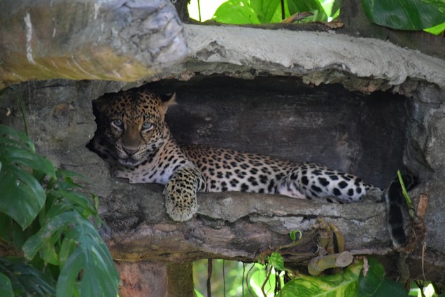 A leopard rests in a rocky enclosure surrounded by lush green foliage. Its body is partially visible, and it gazes directly at the viewer. The natural setting includes stone surfaces and leaves, creating a tranquil and wild atmosphere.