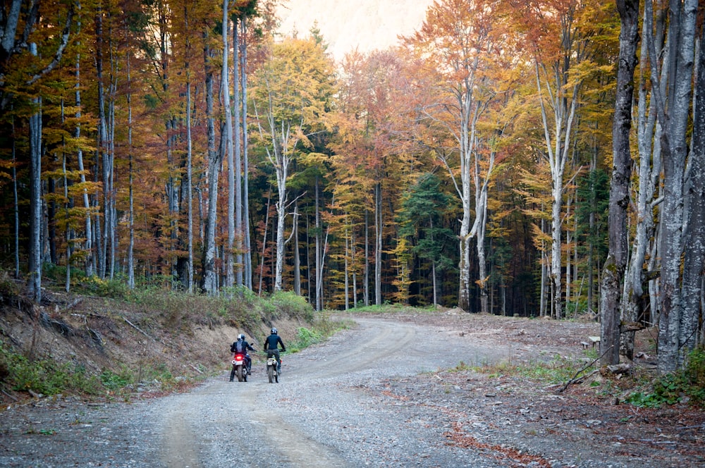 due persone in sella a motociclette circondate da alberi