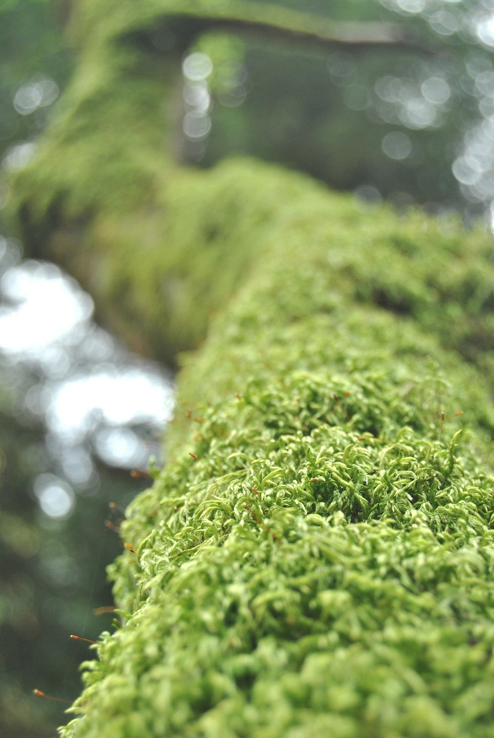 selective focus photo of green grass