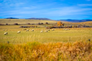 A pastoral scene with a flock of sheep grazing on a vast, open field. The landscape is dotted with trees showing autumn foliage, and rolling hills extend into the distance under a bright blue sky.