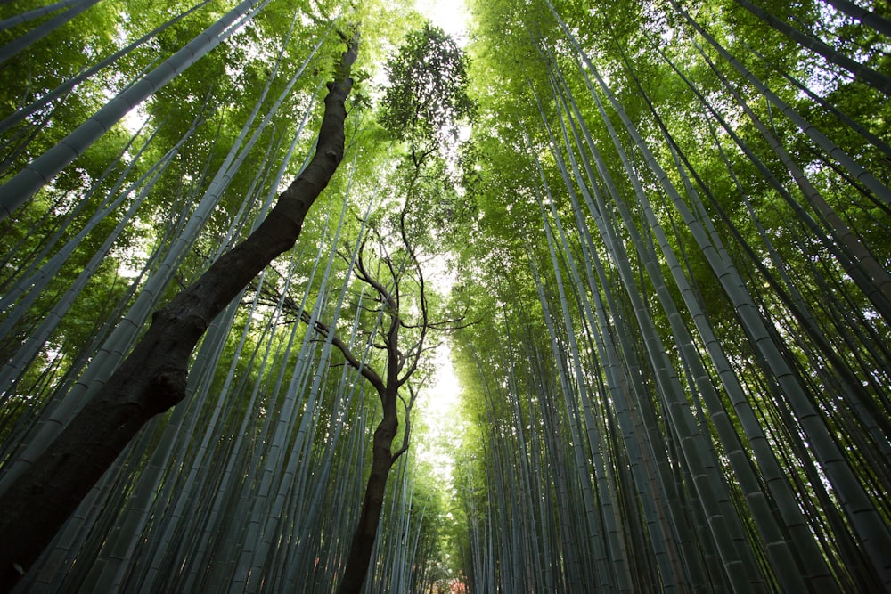 Fotografía de ángulo bajo de árboles de hoja verde durante el día