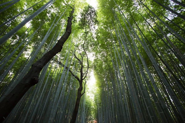 湿地候鸟