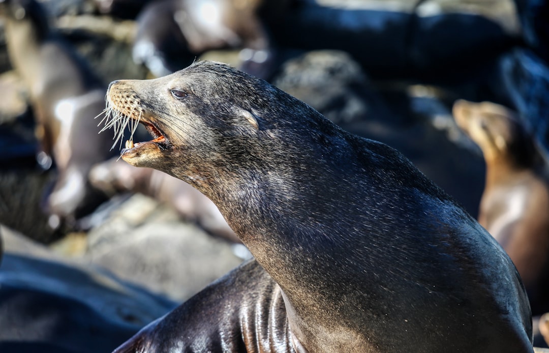 brown seal, seal-roaring-la-jolla-cove