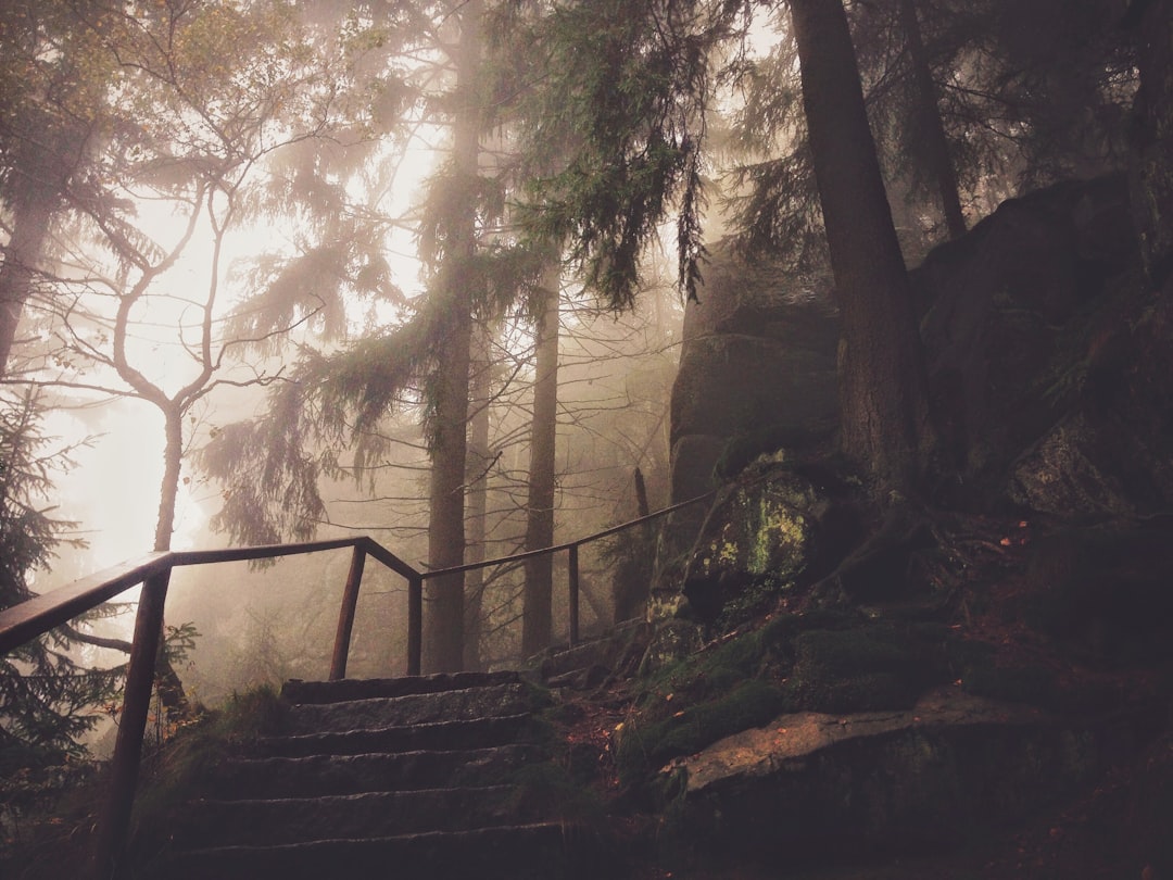 Stone stairs with a railing in a foggy forest