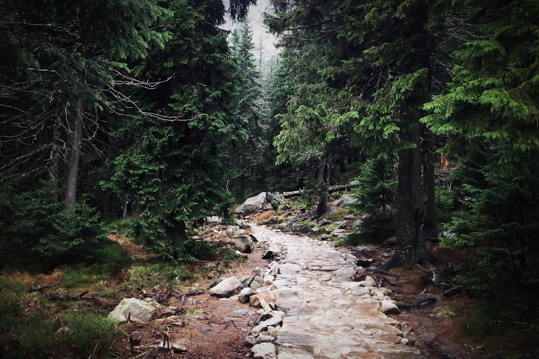 Forest photo spot Szlak pieszy niebieski Mount Ślęża