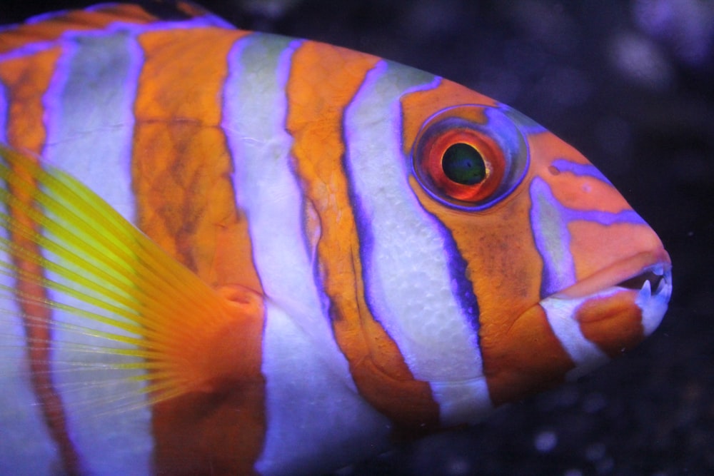 Fotografía de enfoque superficial de peces rayados de color naranja y blanco