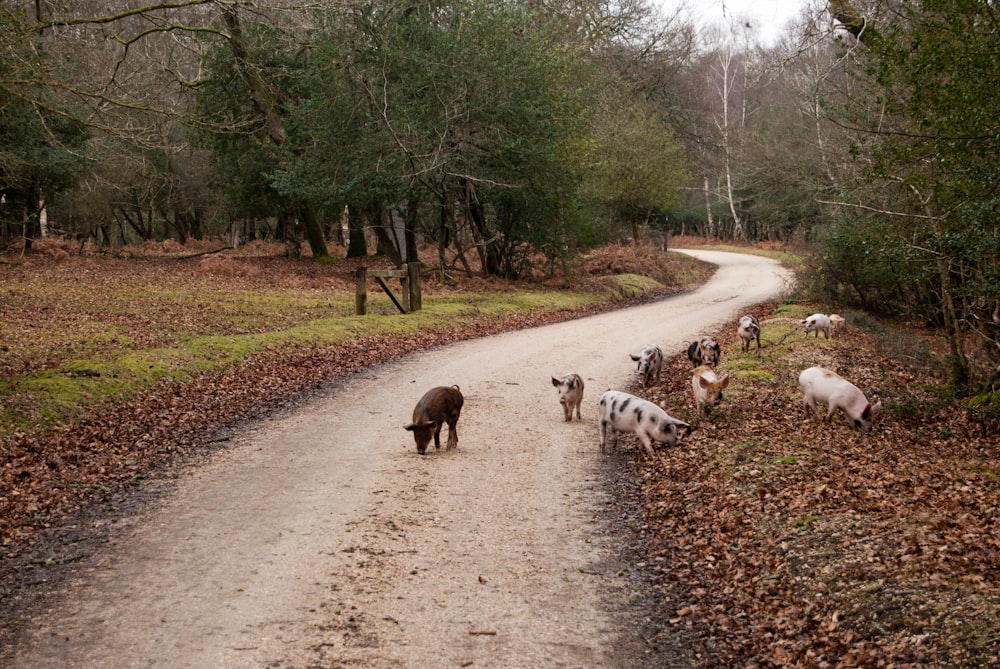 porcs sur le sentier pendant la journée