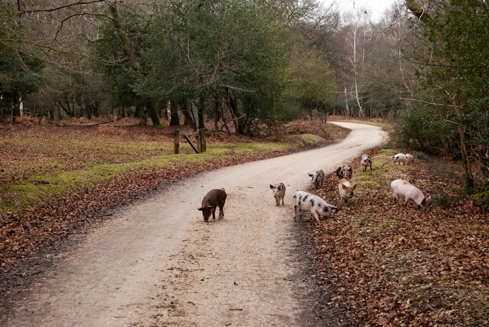 pigs on pathway during daytime