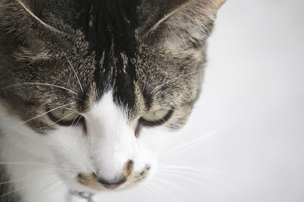 white and brown tabby cat in white background