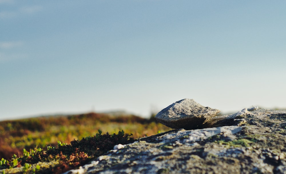 shallow focus photography of stone and grass