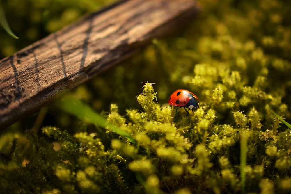 closeup photography of ladybug perched on green leafed plant