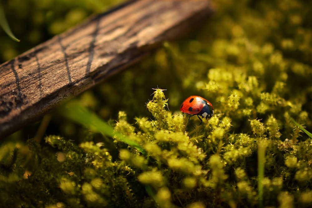 fotografia de closeup de joaninha empoleirada em planta de folhas verdes