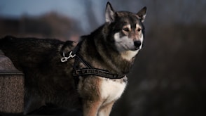 selective focus photography of black and white wolf with black dog leash