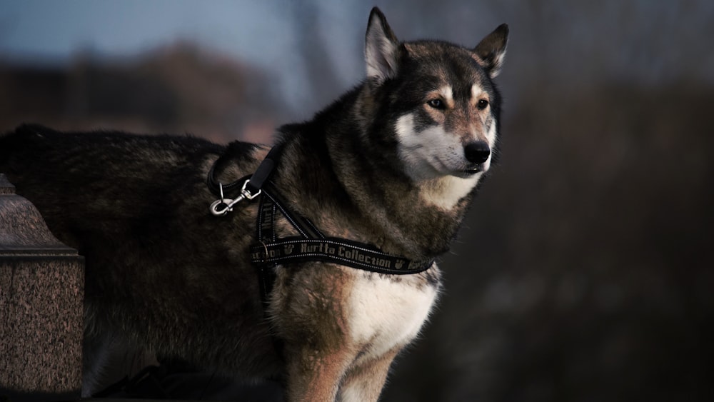 Fotografia de foco seletivo de lobo preto e branco com coleira de cachorro preta