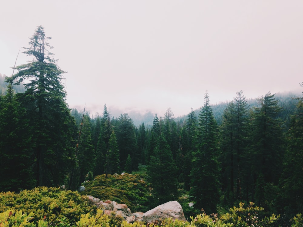 photo of pine trees near flowers