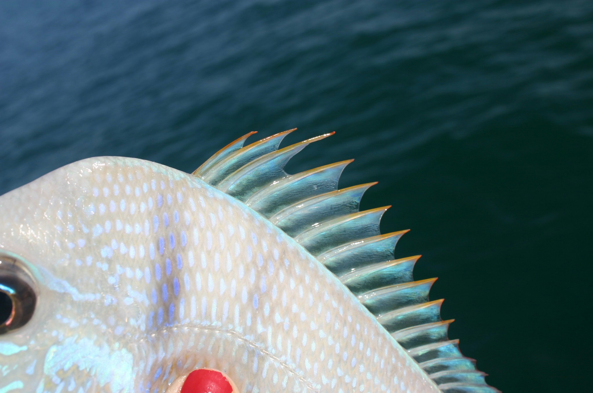 Free Unsplash photo from Haley Moore