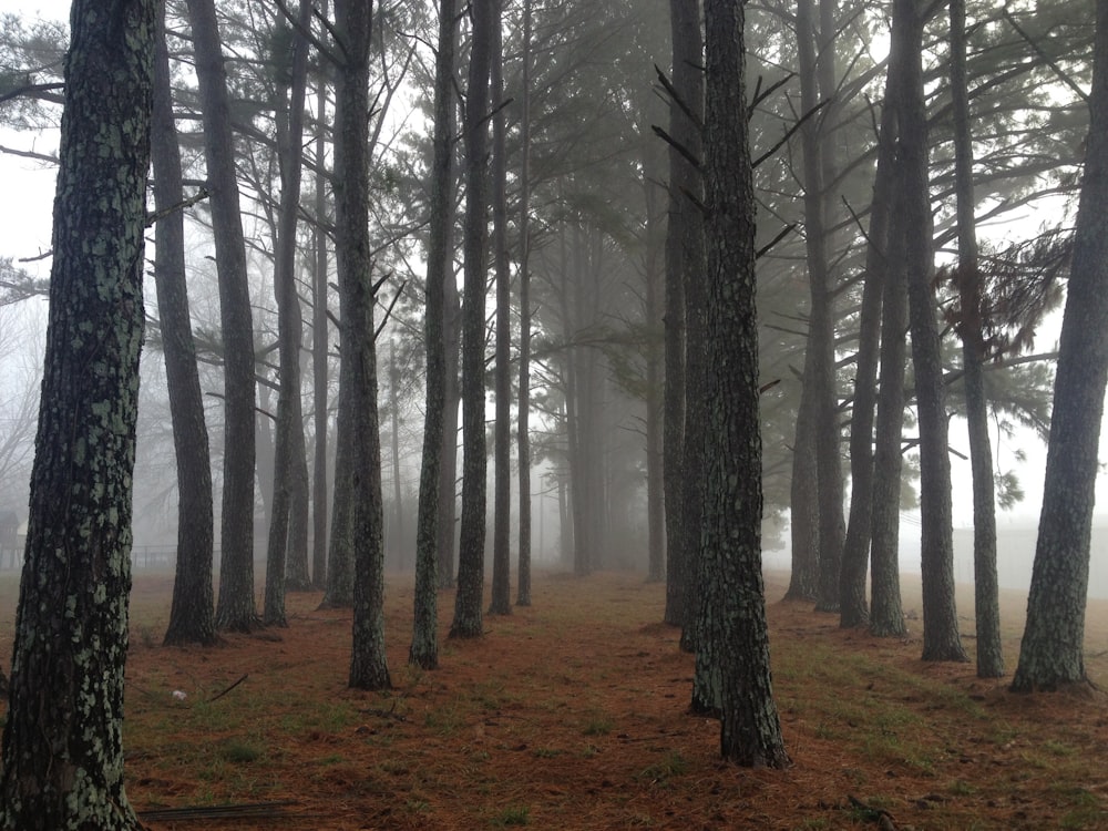 arbres bruns recouverts d’un brouillard blanc