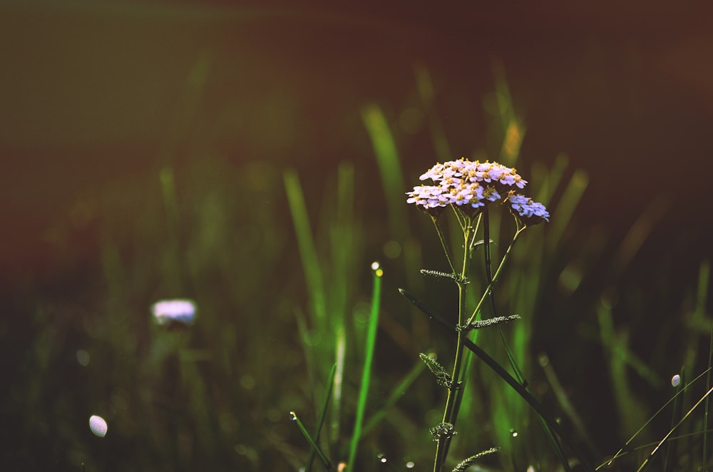 selective photography of purple and grey petaled flower surround green grass