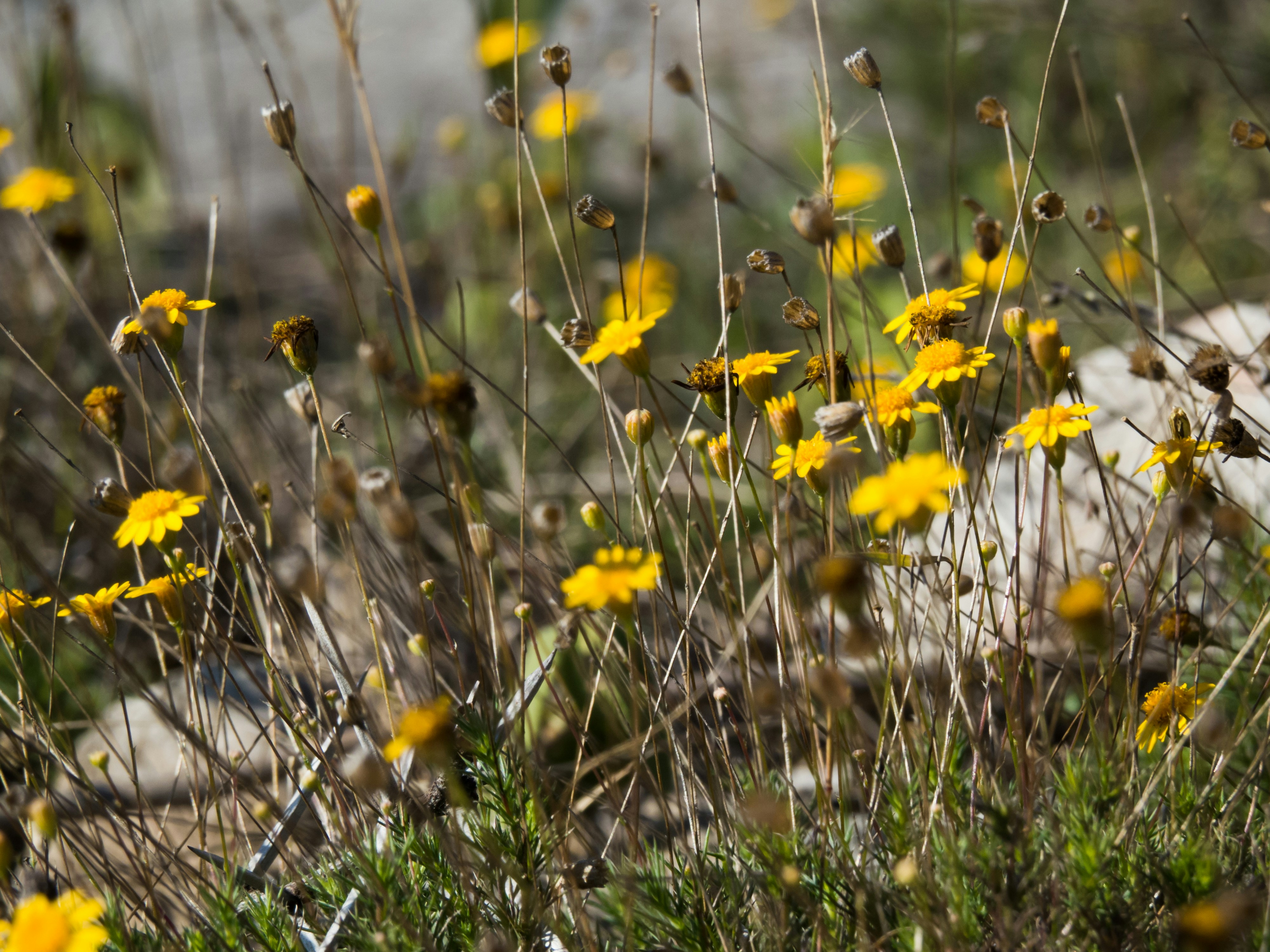 Free Unsplash photo from Leo Prado