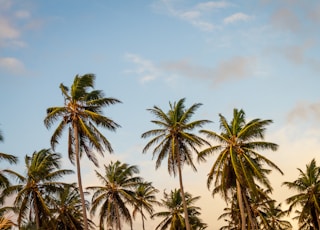 coconut trees under cloudy sky during daytime