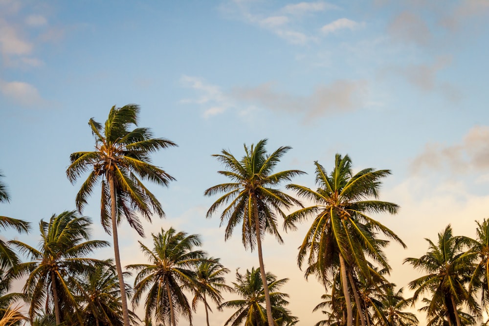 cocotiers sous ciel nuageux pendant la journée