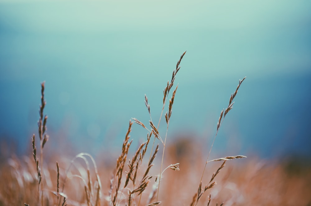 selective-focus photography of wheat