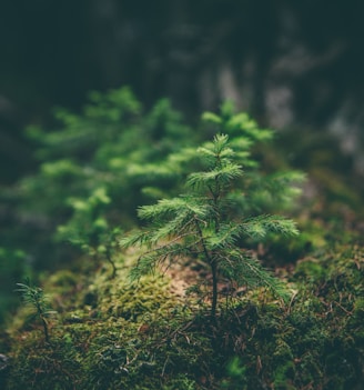 selective photography of green leaf plant