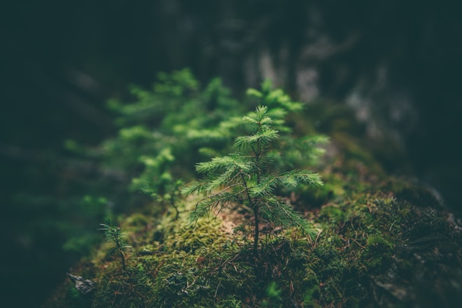 selective photography of green leaf plant