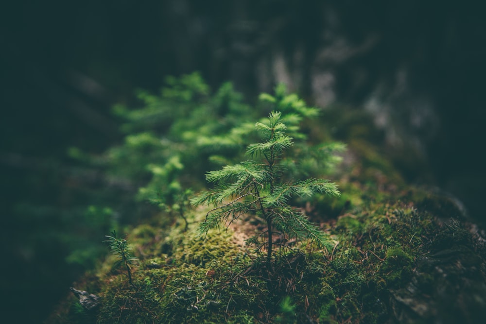 A pine tree sapling in on a moss covered forest floor