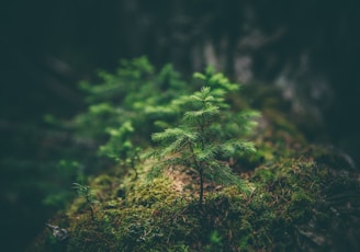 selective photography of green leaf plant