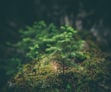 selective photography of green leaf plant