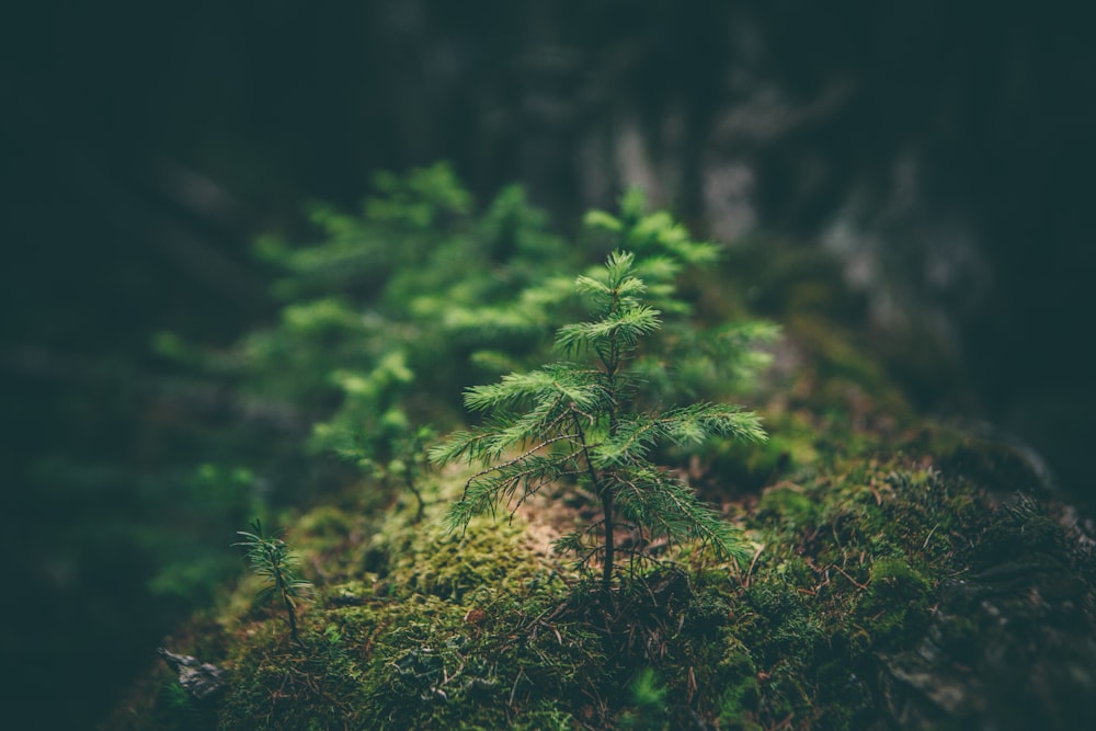 350+ Environment Pictures [HQ] | Download Free Images & Stock Photos on  Unsplash