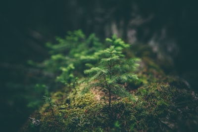 selective photography of green leaf plant tree teams background