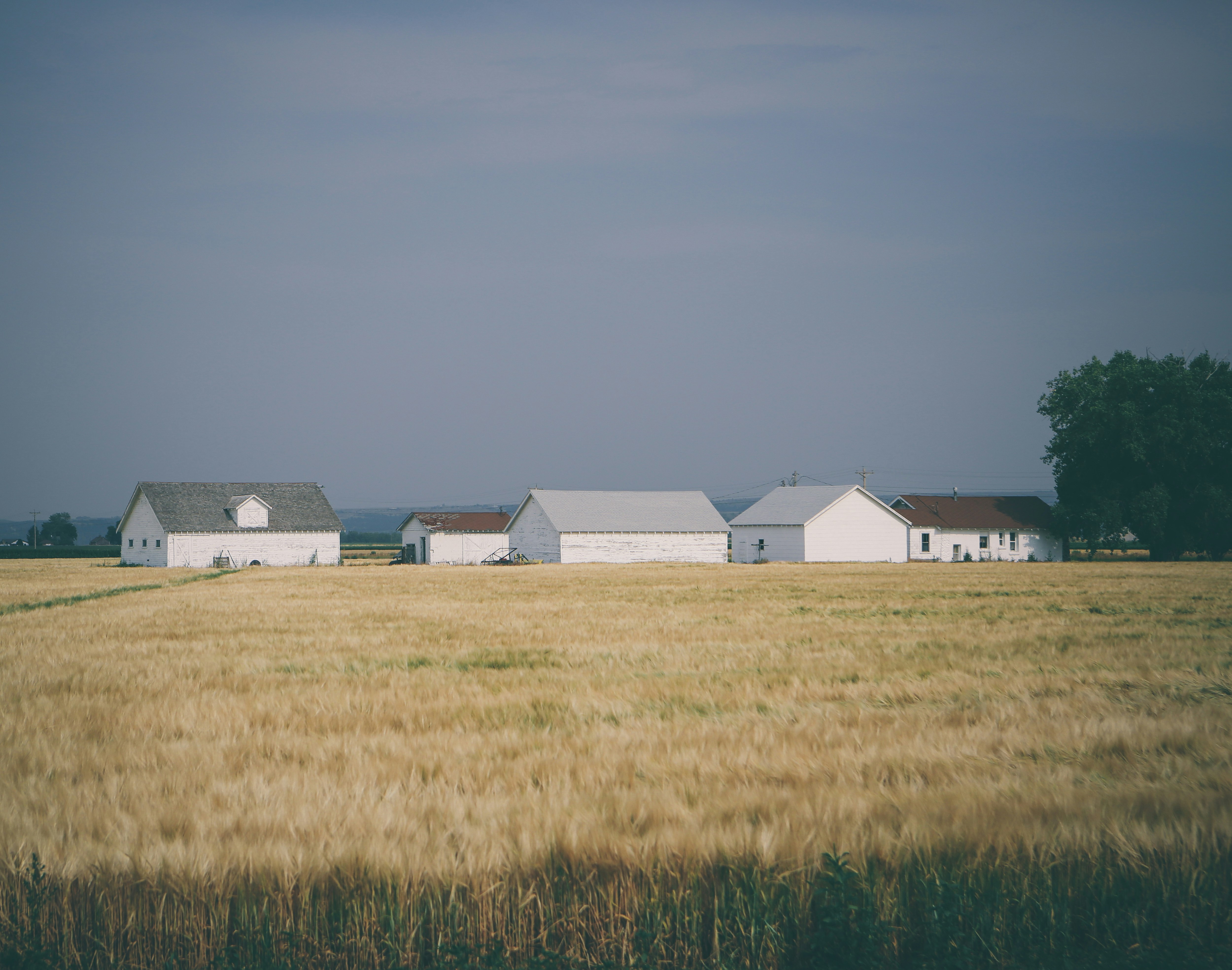 barn houses surrounded with wheat field under grey sky