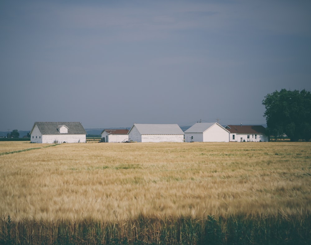 barn houses surrounded with wheat field under grey sky