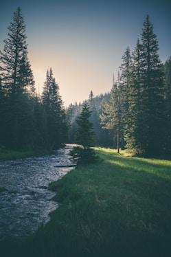 river surrounded by trees