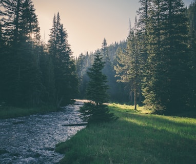 river surrounded by trees