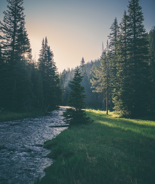 river surrounded by trees