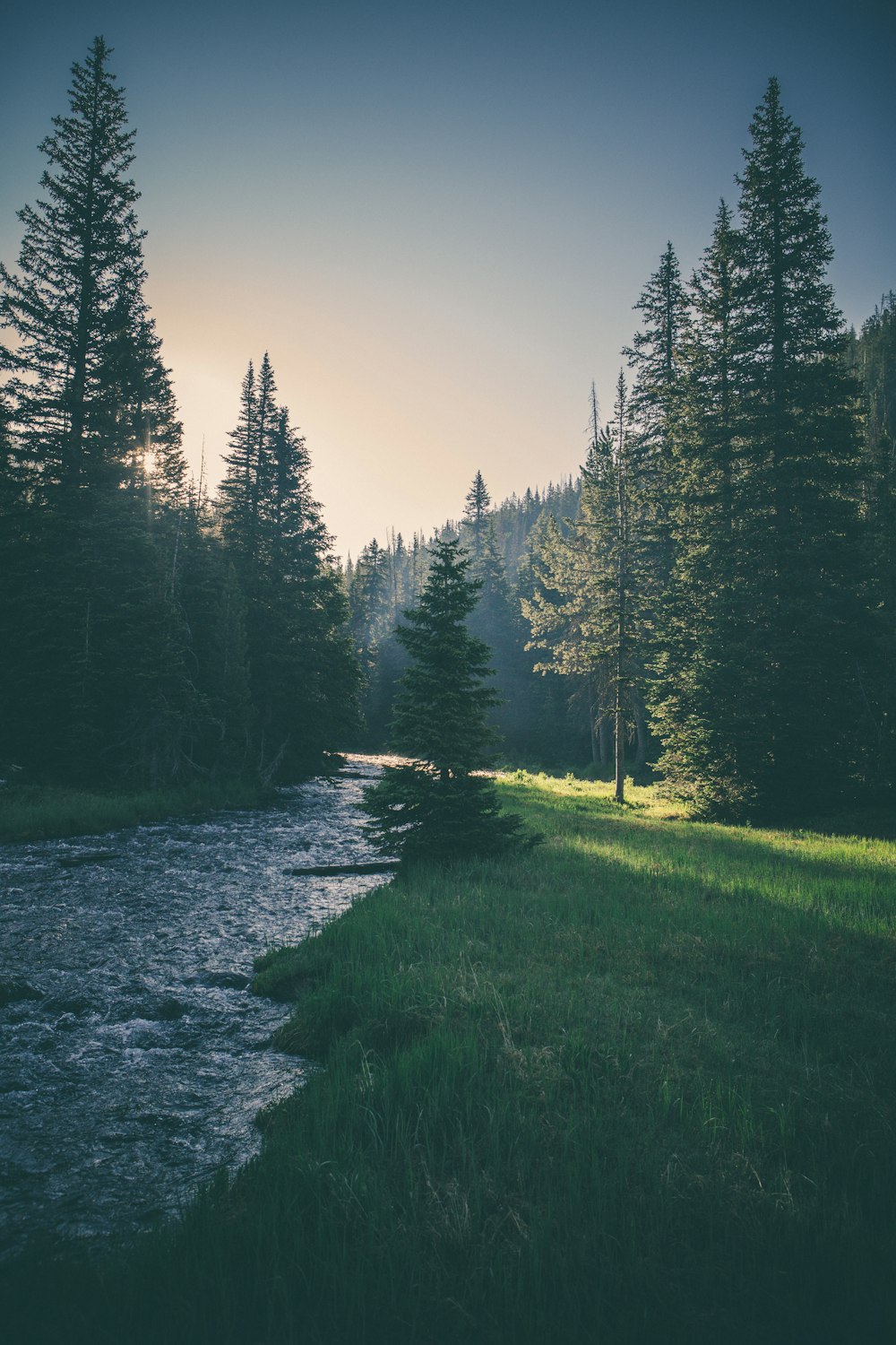 river surrounded by trees