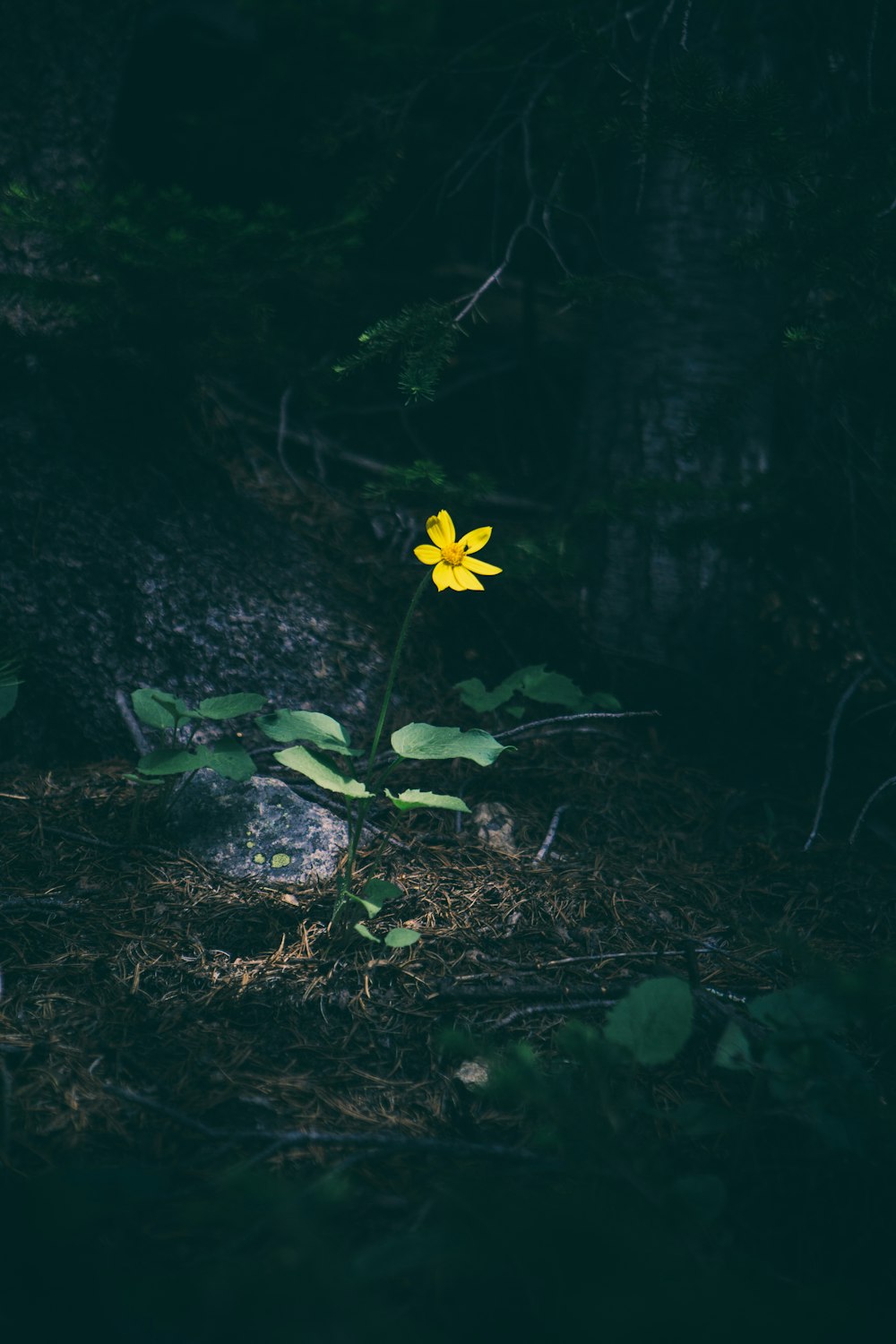 fotografia a fuoco selettiva del fiore giallo di Tithonia