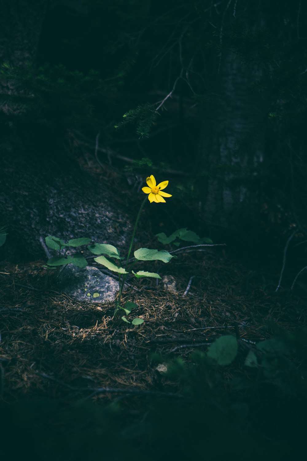 黄色いティトニアの花のセレクティブフォーカス写真