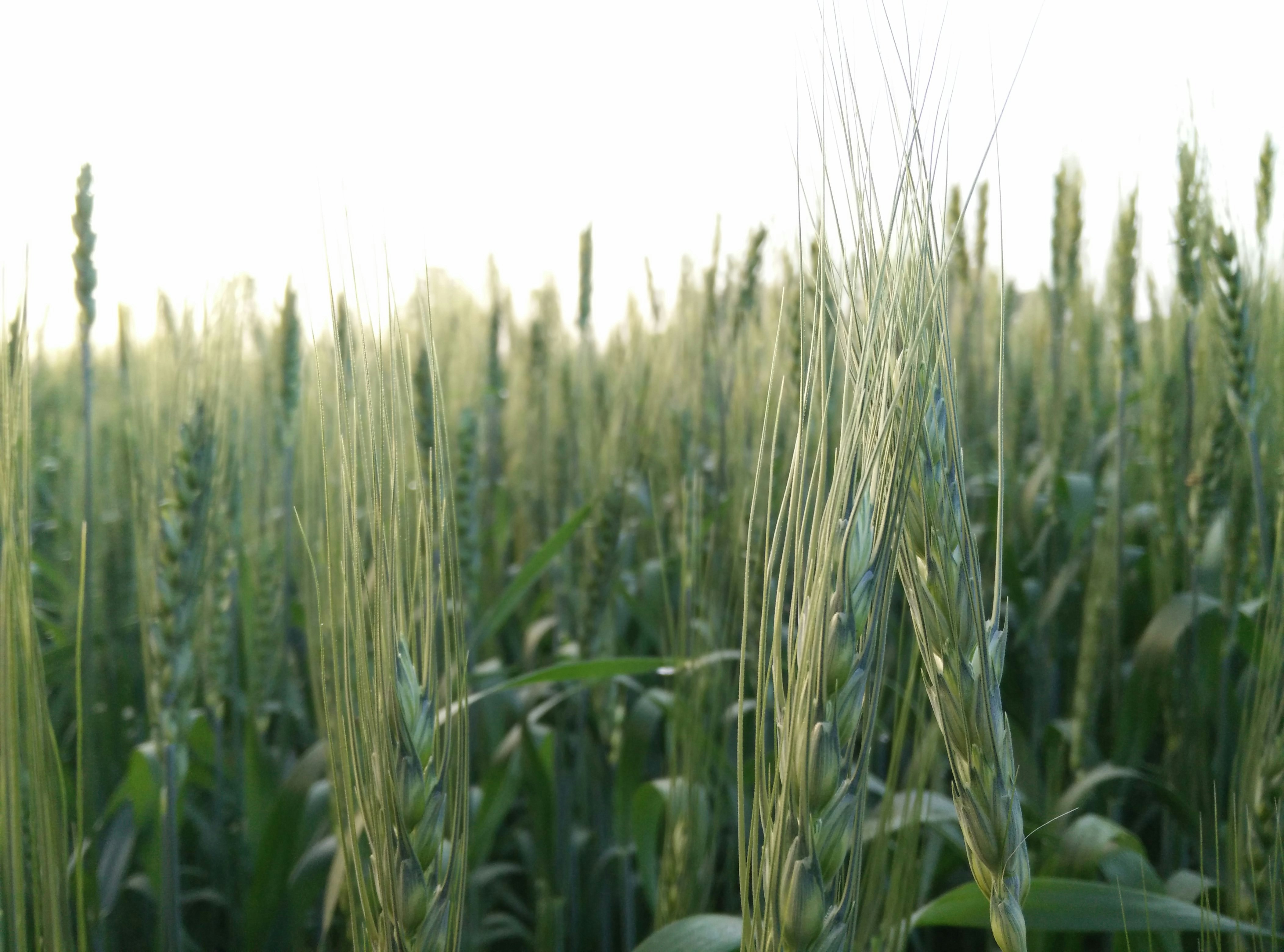 Free Unsplash photo from Jayadrathsingh champavat