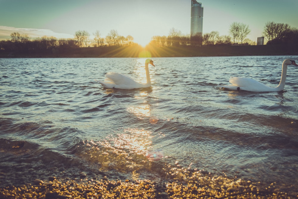 two white swans on body of water during sunset
