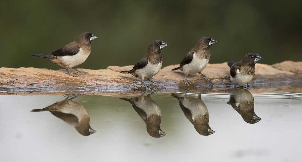 Cuatro pájaros cerca de un cuerpo de agua