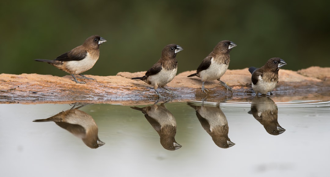 four birds near body of water