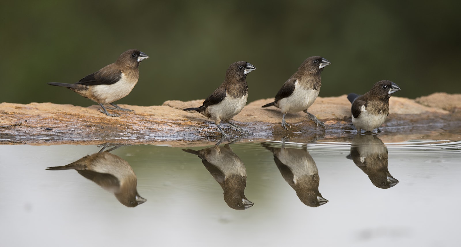 Tamron SP 150-600mm F5-6.3 Di VC USD sample photo. Four birds near body photography