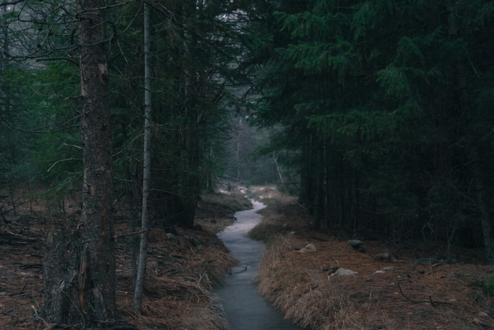 rio entre árvores